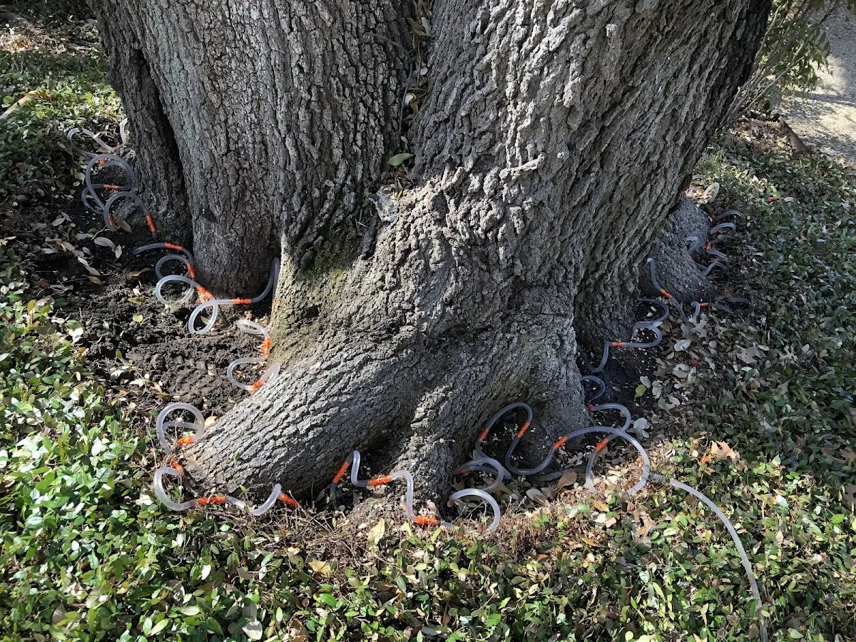 Detailed Tree Cabling and Bracing job site in Toccoa Falls